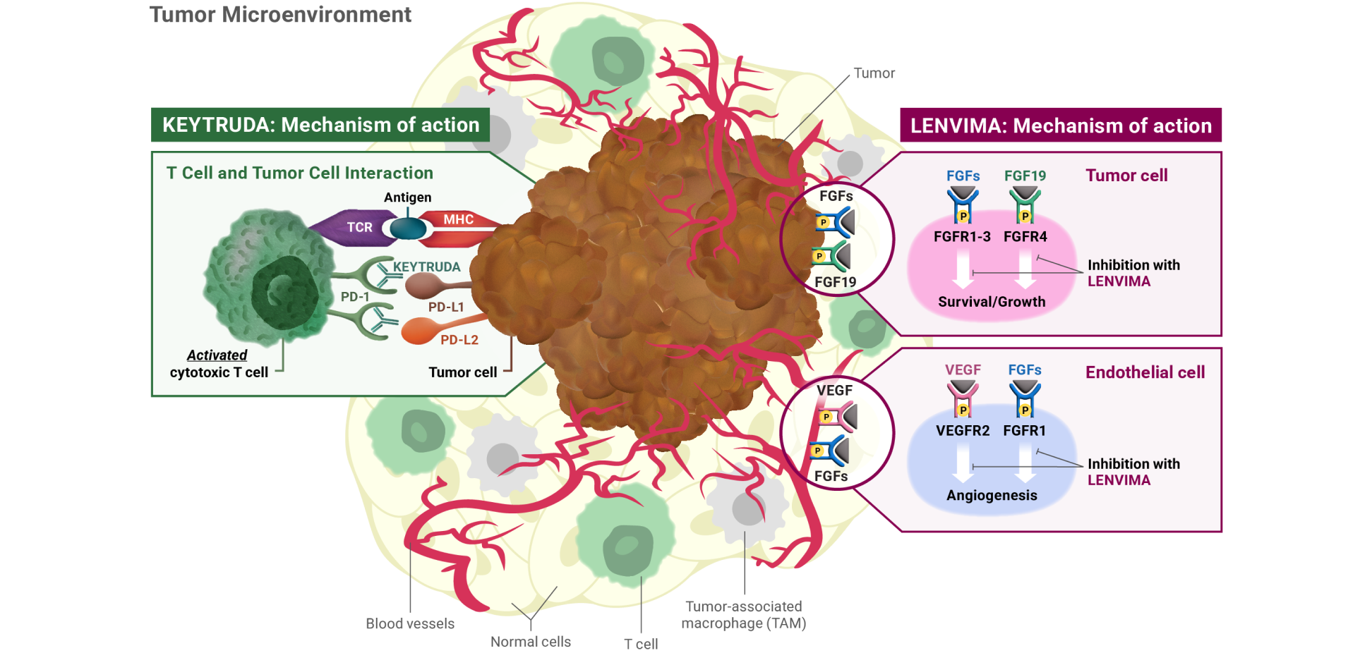 Mechanisms of Action of KEYTRUDA® (pembrolizumab) and LENVIMA® (lenvatinib) Tumor Microenvironment