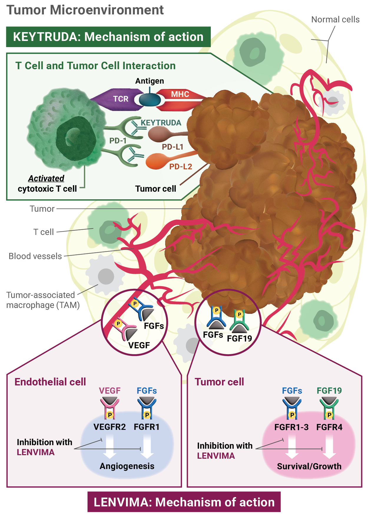 Mechanisms of Action of KEYTRUDA® (pembrolizumab) and LENVIMA® (lenvatinib) Tumor Microenvironment