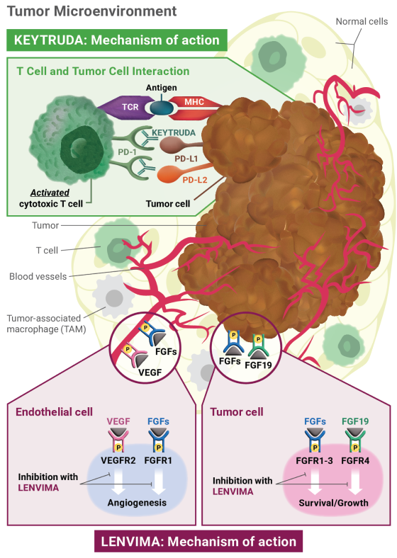 Mechanisms of Action of KEYTRUDA® (pembrolizumab) and LENVIMA® (lenvatinib) Tumor Microenvironment